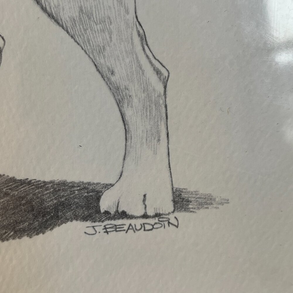 2/$50 🌸 Vintage 1974 Labrador Sketch - Picture 7 of 8